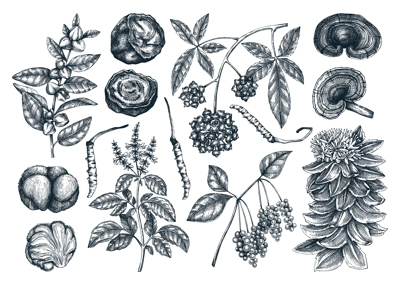 Adaptogenic plant and mushroom sketches set. Hand drawn vector illustrations. Healing herbs, medicinal mushrooms in vintage style drawinds. NOT AI generated 